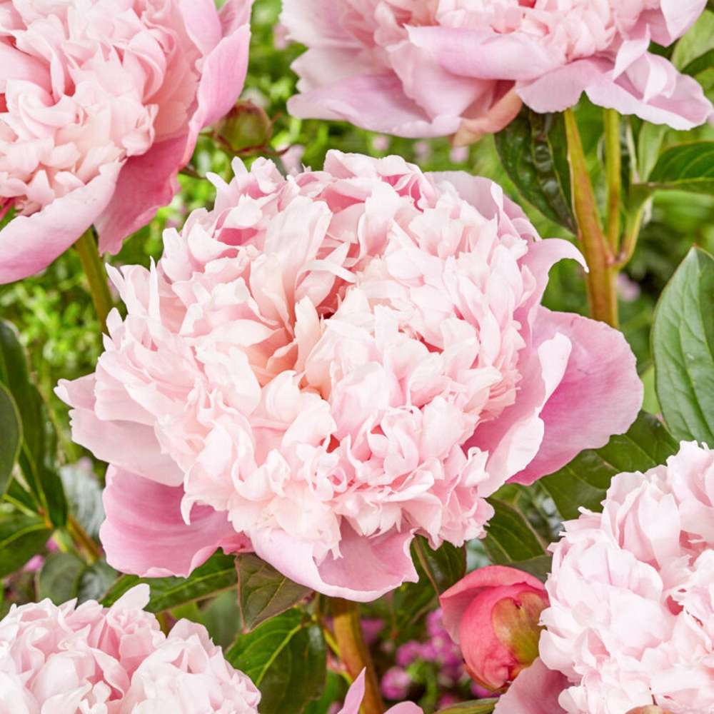 Pæon 'Shirley Temple'